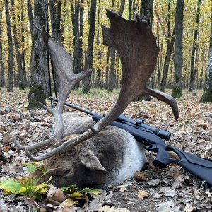 Fallow Deer Hunting Romania