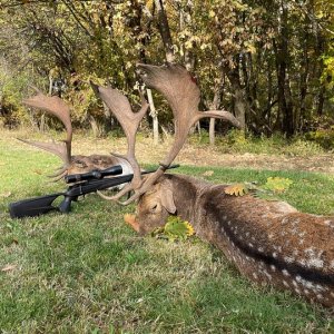 Fallow Deer Hunting Romania