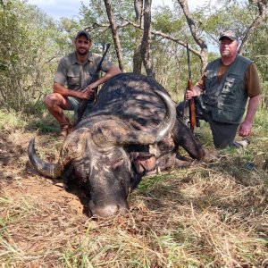 Buffalo Hunting Zimbabwe