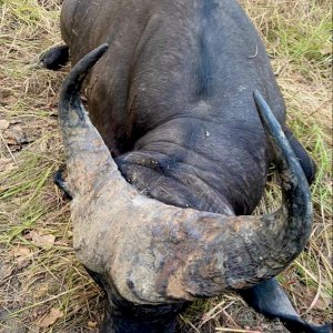 Western Buffalo Hunting Cameroon