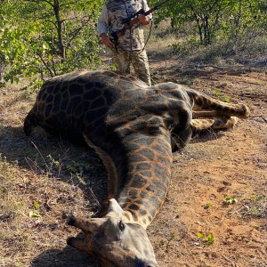 Black Giraffe Hunt South Africa