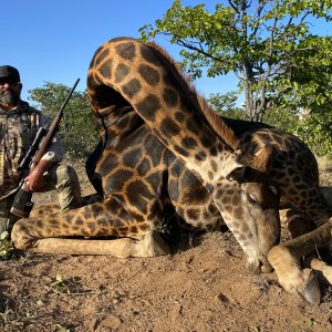 Black Giraffe Hunt South Africa