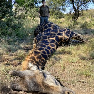 Black Giraffe Hunt South Africa