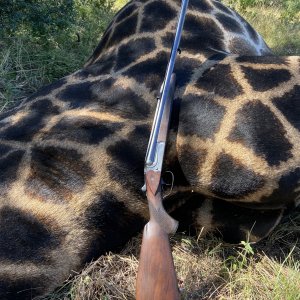 Black Giraffe Hunt South Africa