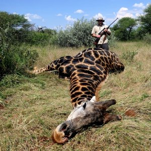 Black Giraffe Hunt South Africa