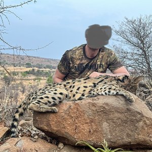 Serval Cat Hunt Zimbabwe