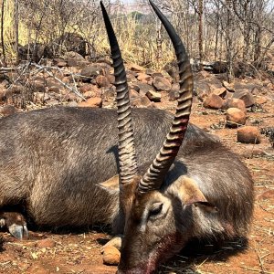 Waterbuck Hunt Zimbabwe