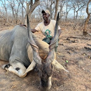 Eland Hunt Mozambique