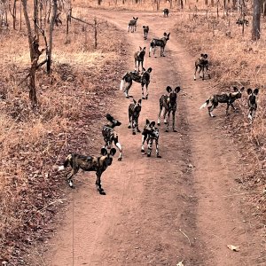 Wild Dogs Mozambique