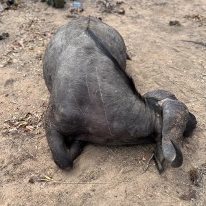 Buffalo Hunt Mozambique