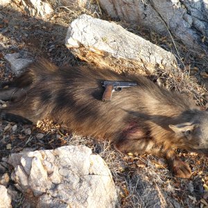 Brown Hyena Hunt