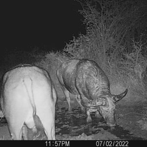 Buffalo Trail Camera South Africa