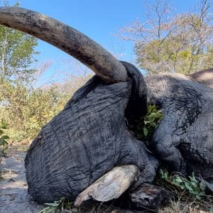 Elephant Hunting Namibia