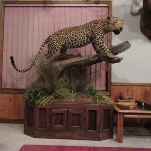 Leopard Full Mount