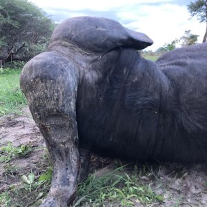 Buffalo Hunt Namibia