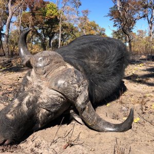 Buffalo Hunt Namibia