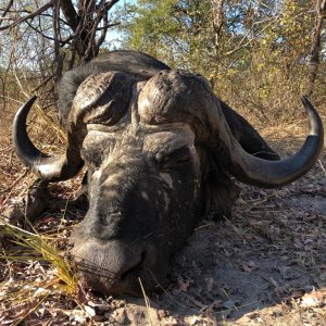 Buffalo Hunt Namibia