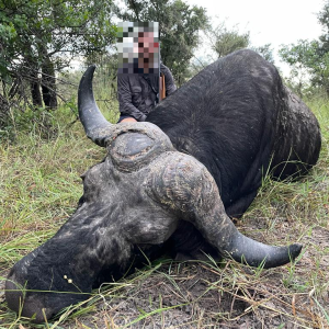 Buffalo Hunt Namibia