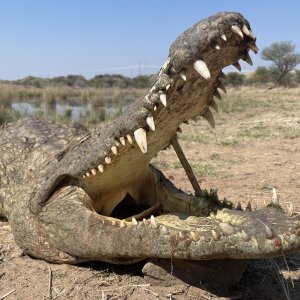 Crocodile Handgun Hunt South Africa