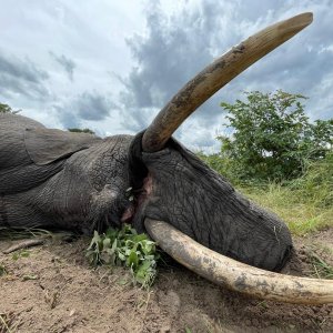 Elephant Hunt Namibia