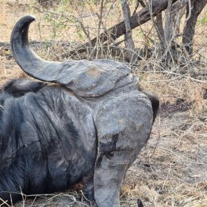 Buffalo Hunt Namibia