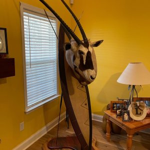 Gemsbok Shield Mount