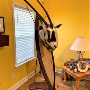 Gemsbok Shoulder Shield Mount Taxidermy