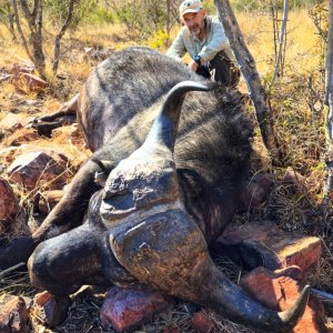 Buffalo Hunting South Africa