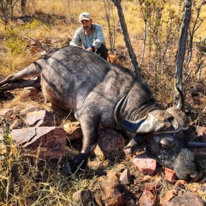 Buffalo Hunting South Africa