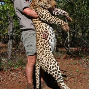 Leopard Hunting Mozambique