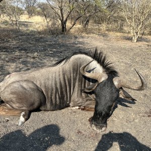 Blue Wildebeest Hunt South Africa