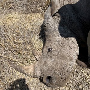 Rhino Vita Darting South Africa