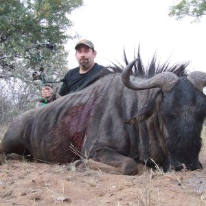 Blue Wilkdebeest Hunting