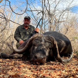 Cape Buffalo, Kwalata Safaris