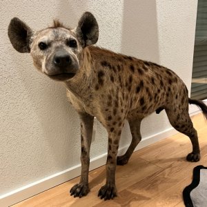 Spotted Hyena Full Mount Taxidermy