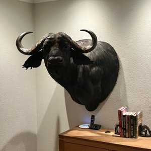 Buffalo Shoulder Mount Taxidermy