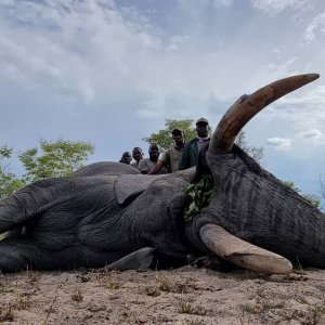 Elephant Hunting Namibia