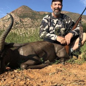 Black Springbok Hunt Karoo South Africa