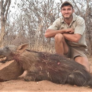 Brown Hyena Hunting South Africa