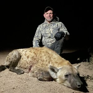 Spotted Hyena Hunting South Africa