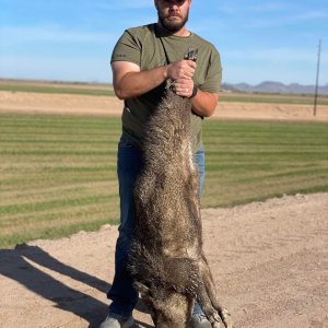 Javelina Hunt  Arizona