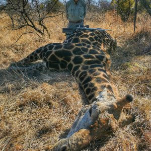 Black Giraffe Hunt South Africa