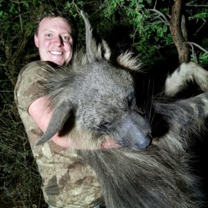 Brown Hyena Hunt South Africa