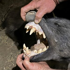 Brown Hyena Teeth South Africa