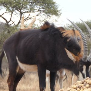 Old Eland Bull Impact Shot With The Bow! BAYLY SIPPEL SAFARIS