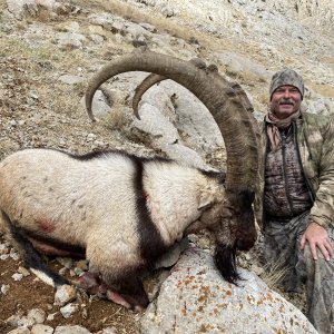 Bezoar Ibex Hunting Turkey