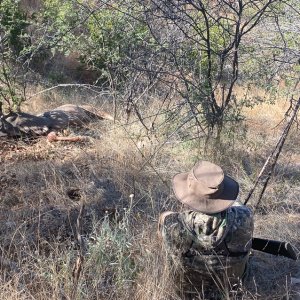 Kudu Hunt Namibia