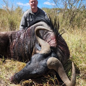 Blue Wildebeest Bull