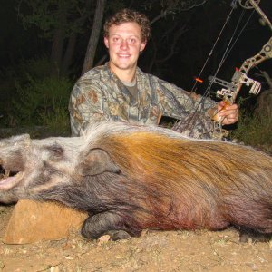 Bushpig Boar