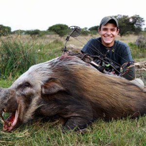 Bushpig Boar